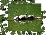 Jigsaw: turtle parade