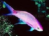 Play Pink fish puzzle