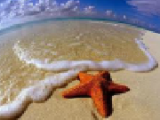 Starfish find numbers