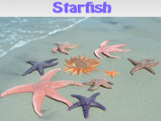 Play Starfish. find objects