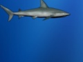 Play Lost shark