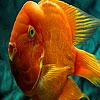 Play Colorful flatfish puzzle