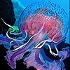 Play Blue jellyfish slide puzzle