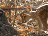 Play Hidden animals: baby deer