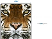 Jigsaw Puzzle Tiger