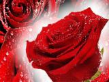 Play Red roses puzzle now